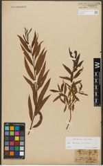 Foto von Salix triandra L. x Salix viminalis L.